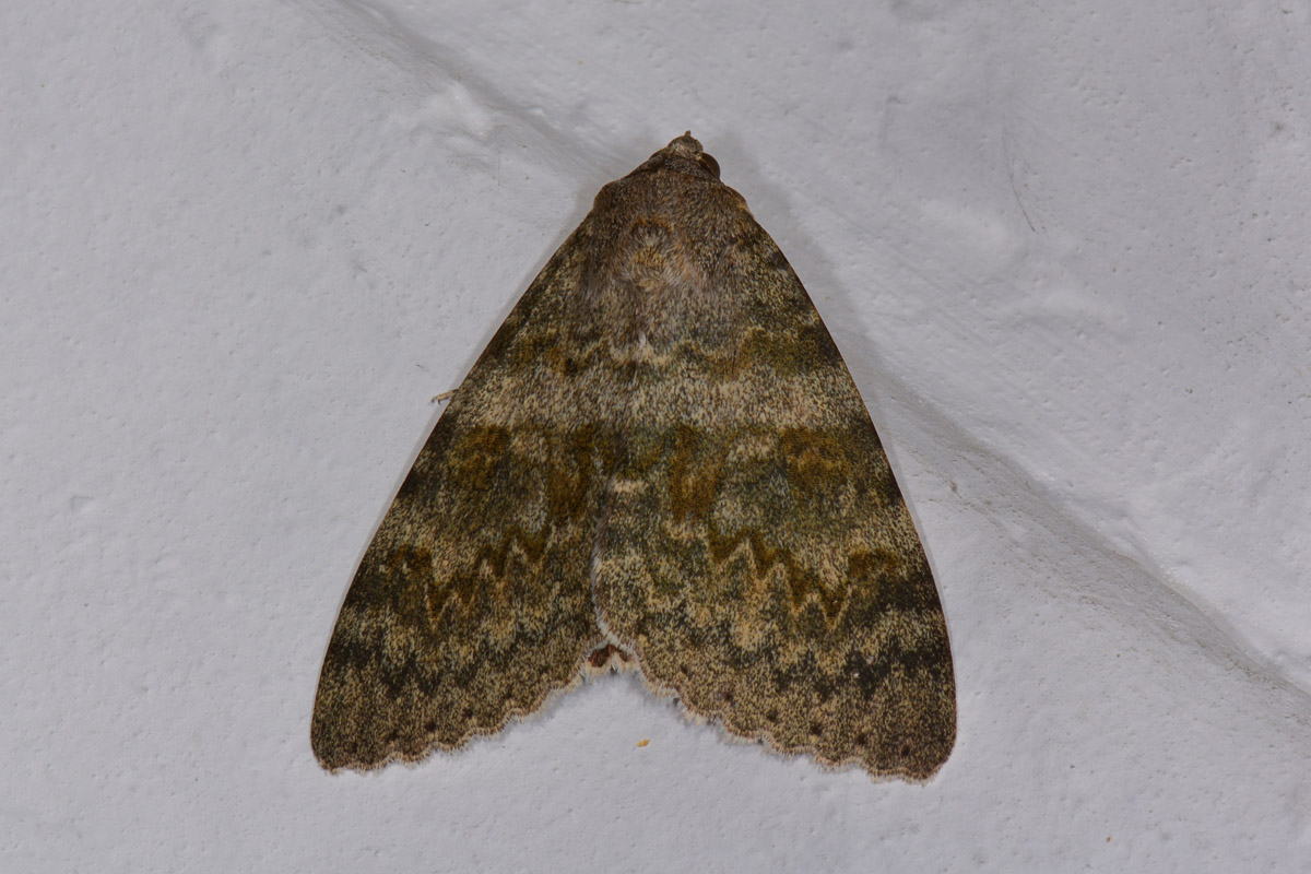 Erebidae - Catocala elocata? S